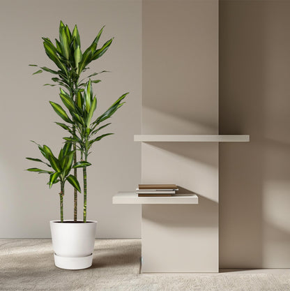 Dracaena Cintho – Pflegeleichte Zimmerpflanze 160 cm