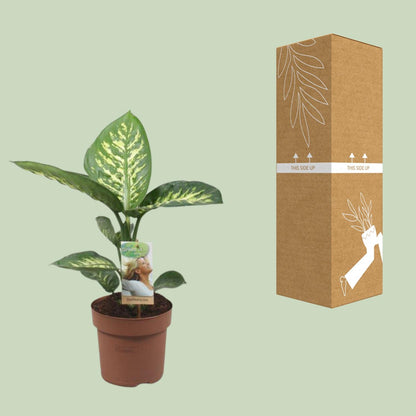 Dieffenbachia Tropic Snow – Pflegeleichte Zimmerpflanze Ø17cm