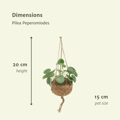 2x Kokodama Pilea Peperomiodes – Pfannkuchenpflanze 20cm