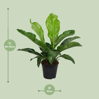 Anthurium KARMA Botanical – Elegante Zimmerpflanze Ø30cm