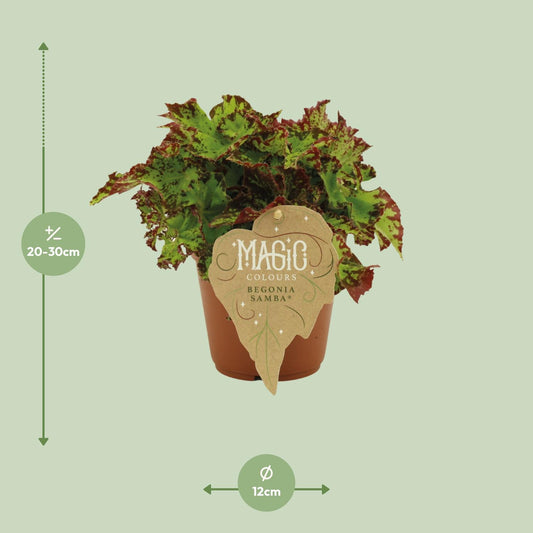 Begonia Rex Samba – Bunte, pflegeleichte Zimmerpflanze Ø12 cm