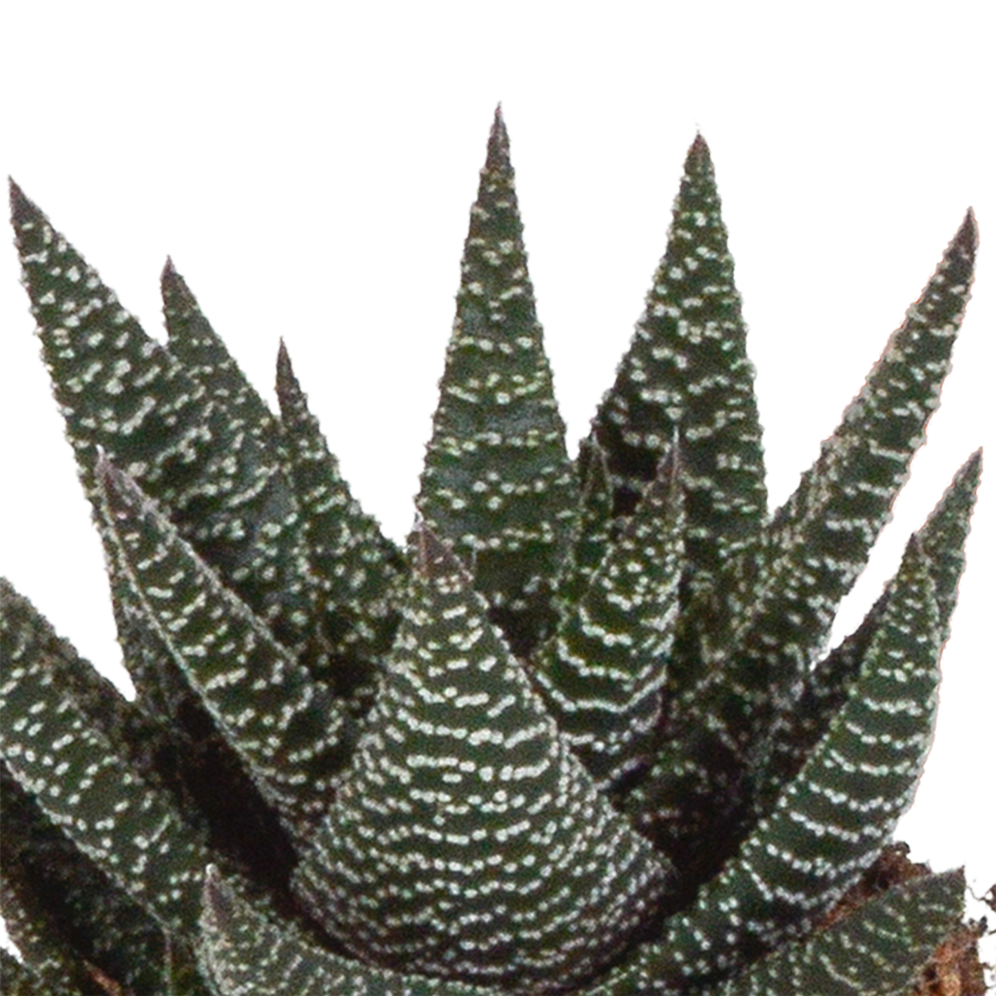 Gasteria & Haworthia Sukkulenten-Mix 3er im weißen Topf