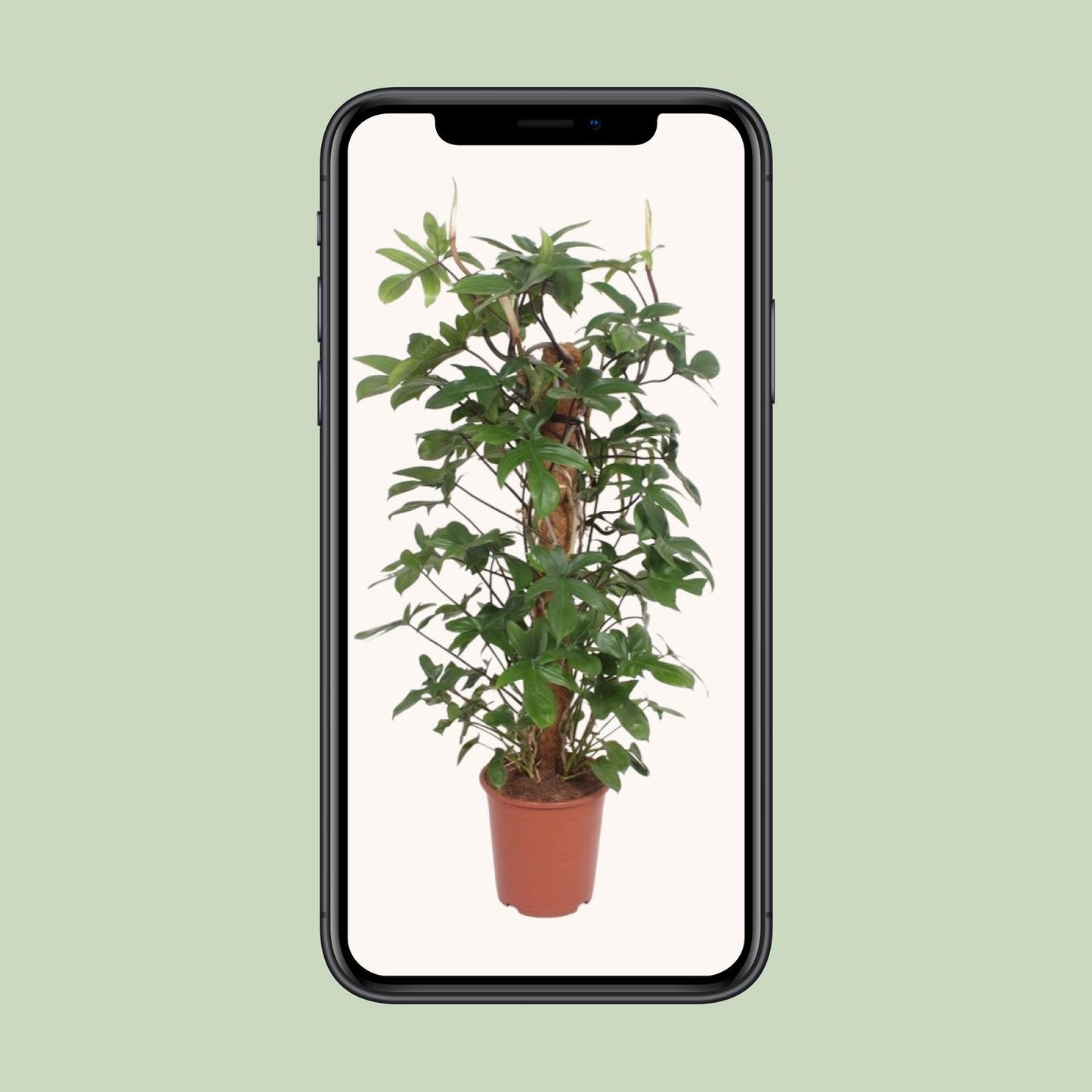 Philodendron Pedatum – Große pflegeleichte Zimmerpflanze Ø27cm, 130cm hoch