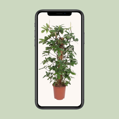 Philodendron Pedatum – Große pflegeleichte Zimmerpflanze Ø27cm, 130cm hoch