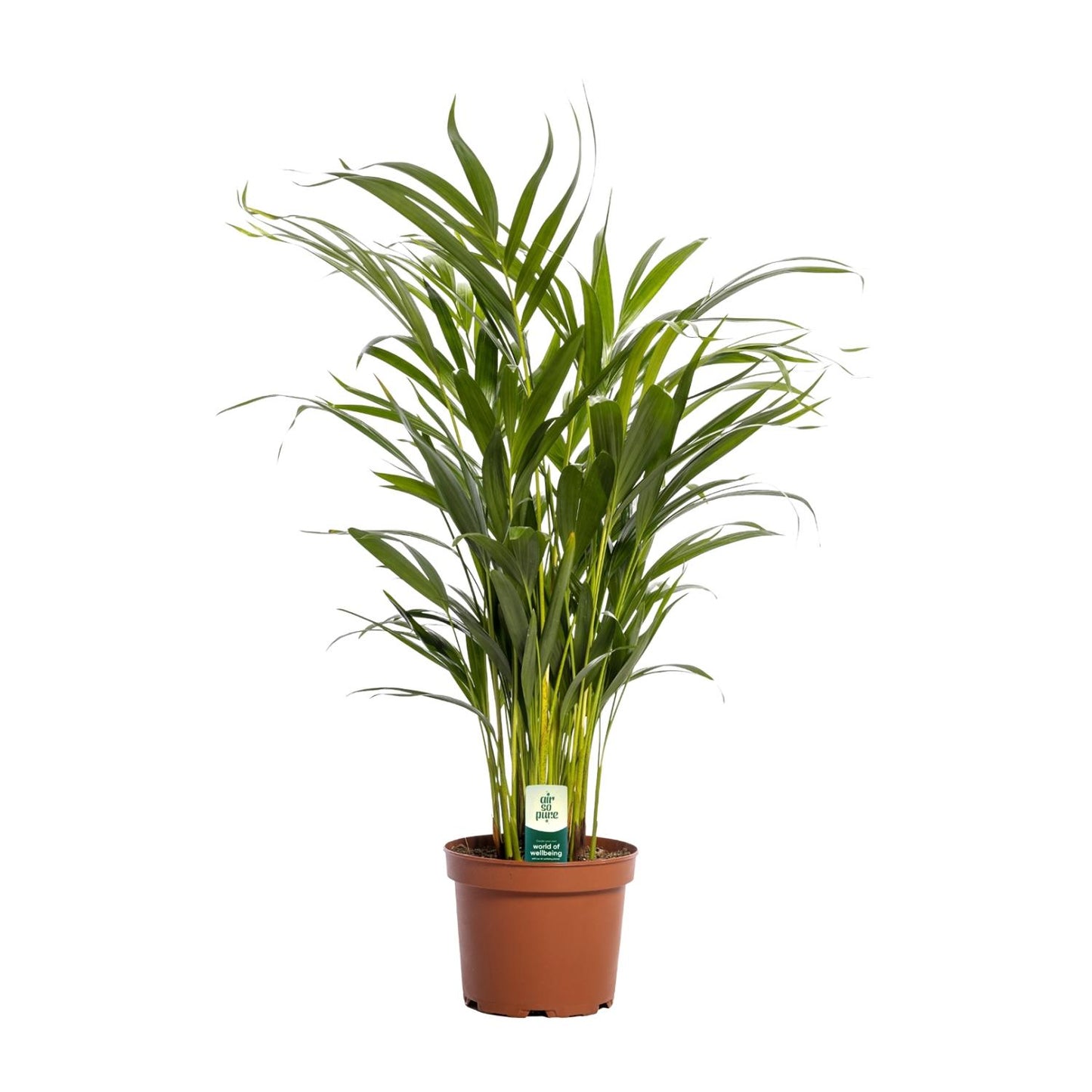 Dypsis Lutescens - Pflegeleichte Goldfruchtpalme Ø17cm