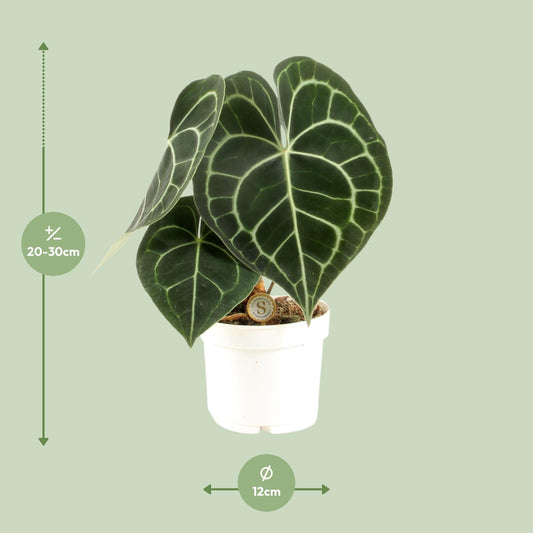 Anthurium Clarinervium – Pflegeleichte Tropische Zimmerpflanze Ø12cm