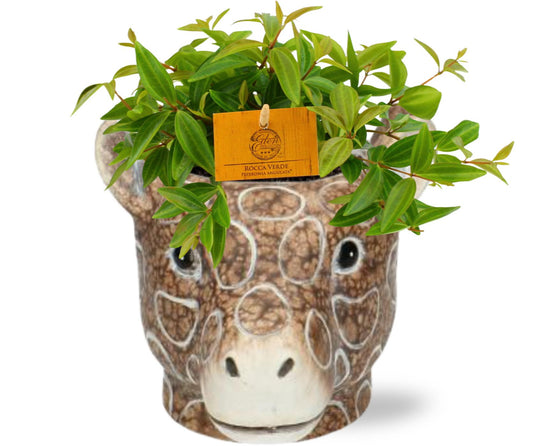 Peperomia Ang. Rocca Vivace mit Design-Pflanzkorb Braun