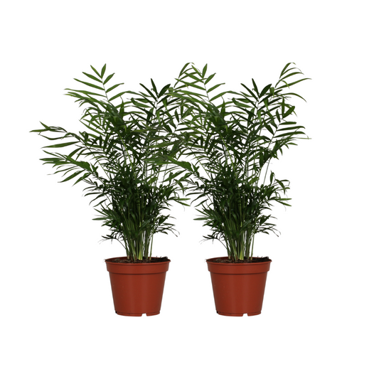 Chamaedorea Elegans Zimmerpalme – 2er Set Ø17cm, ca. 55cm