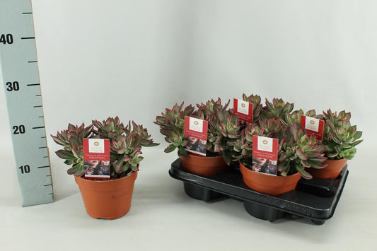 Echeveria Pulvinata Devotion – Pflegeleichte Sukkulente Ø15 cm