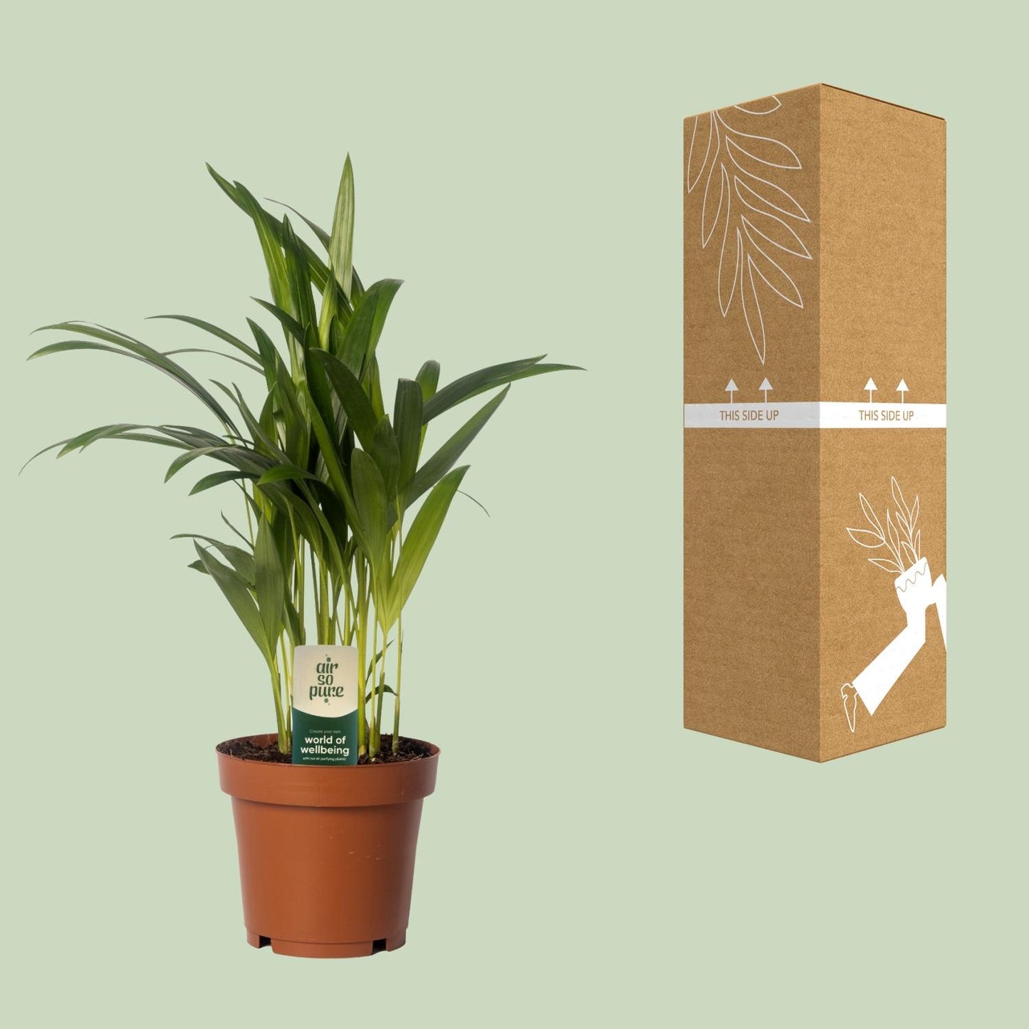 Dypsis lutescens – Pflegeleichte Bambuspalme Ø12cm, 40cm hoch