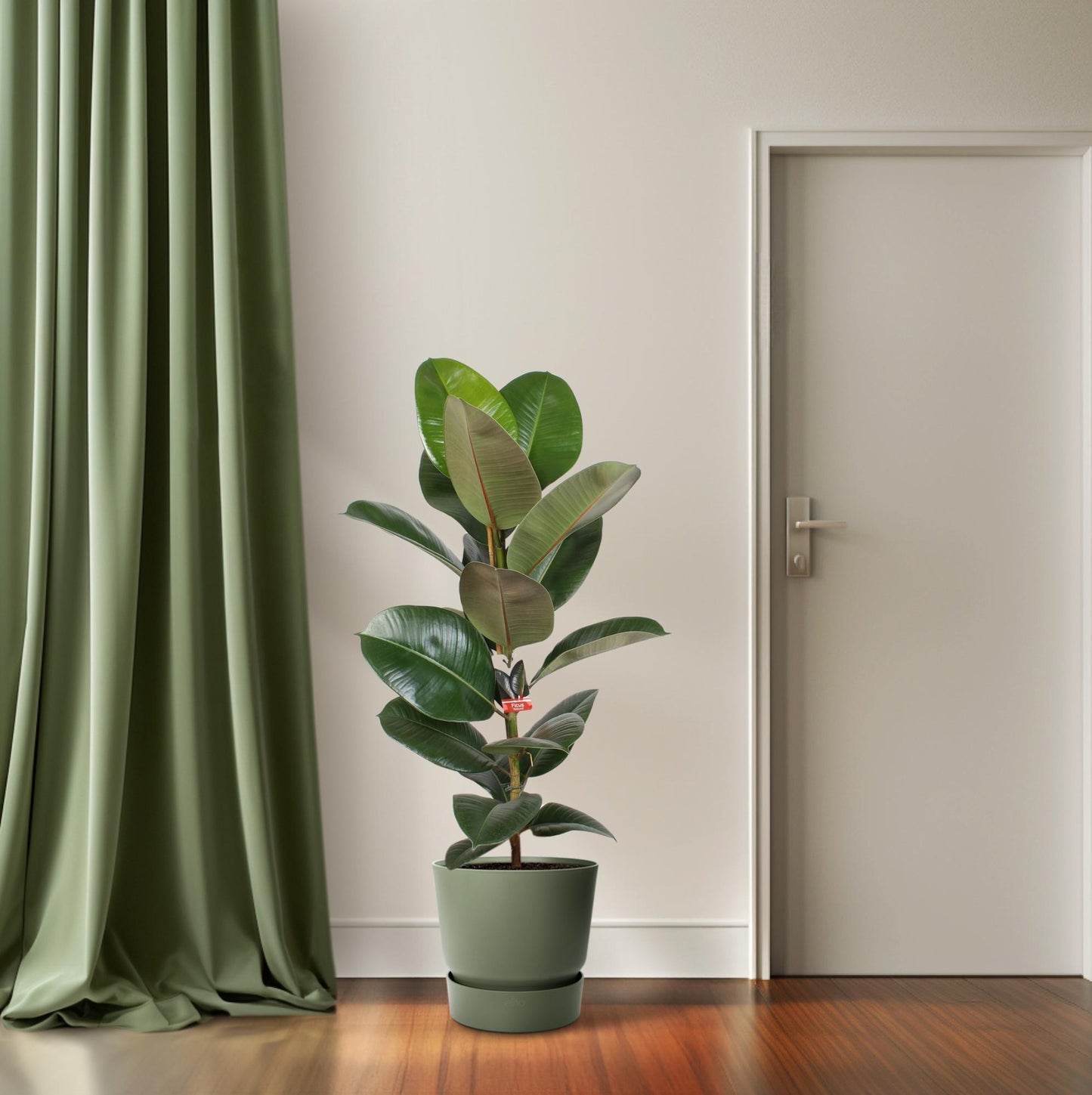 Gummibaum Robusta – 95 cm pflegeleichte Zimmerpflanze