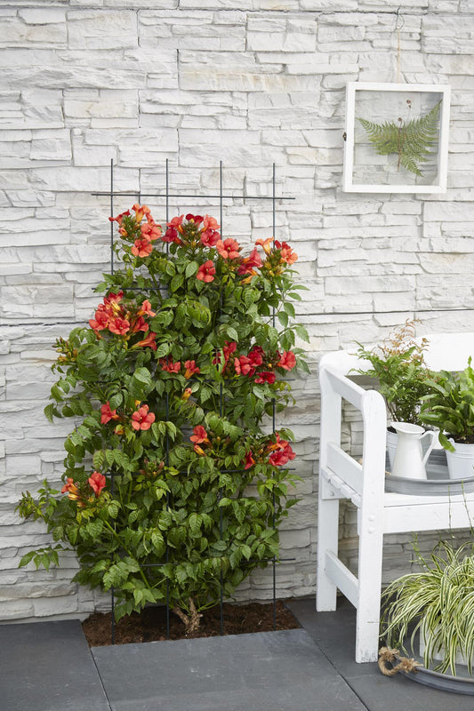 2x Campsis Summer Jazz 'Fire Trumpet' – Rote Trompetenblüte, 65 cm