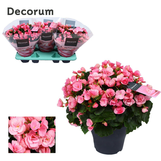 Begonie Betulia ‚Candy‘ Rosa – pflegeleicht & farbenfroh