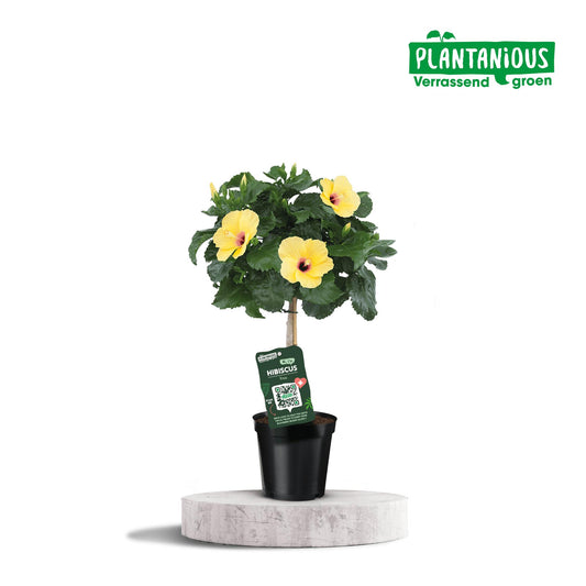 Hibiscus Rosa-sinensis Gelb – Exotische Zimmerpflanze Ø19cm