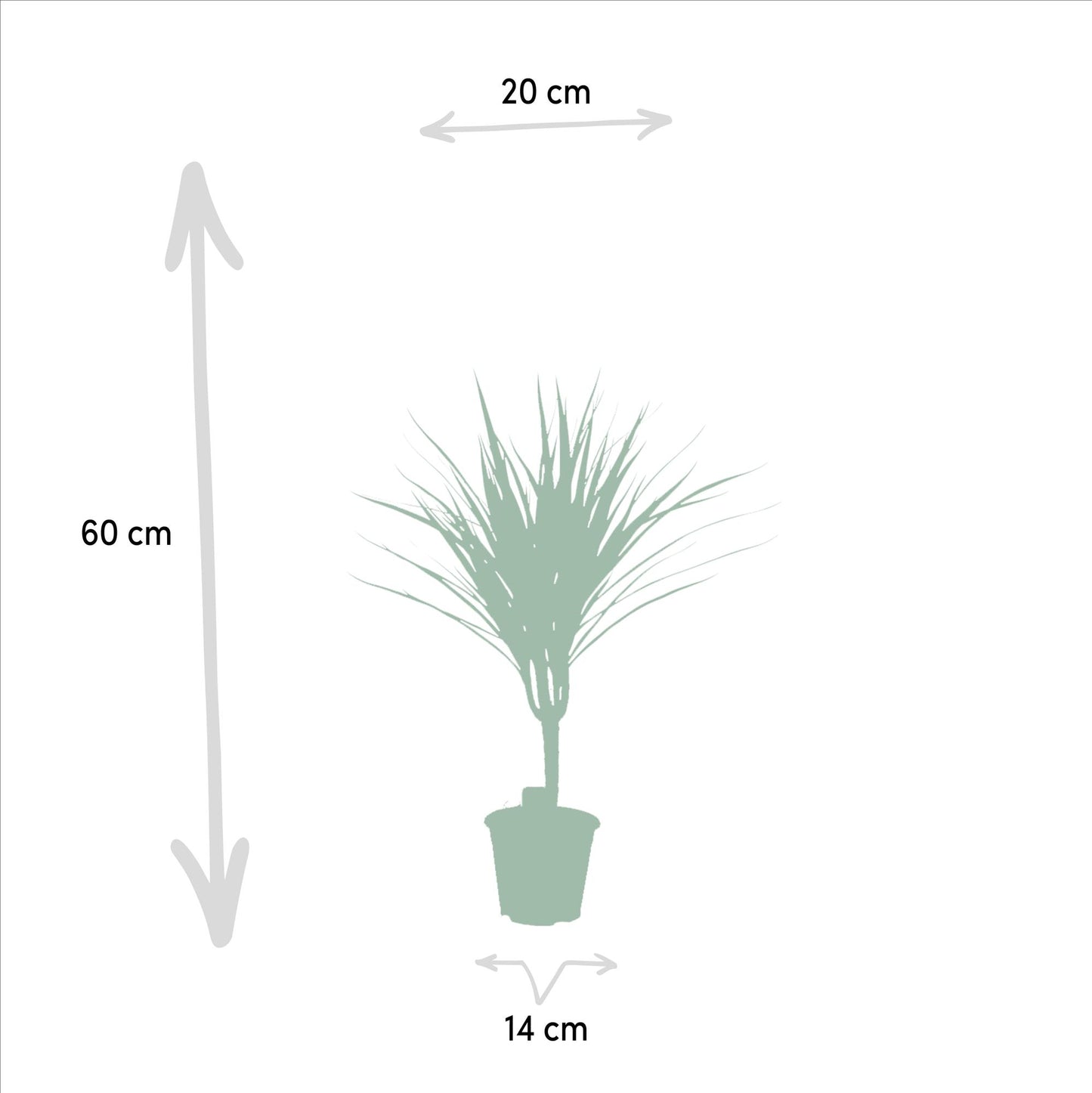 Dracaena Marginata – Pflegeleichter Drachenbaum Ø14cm