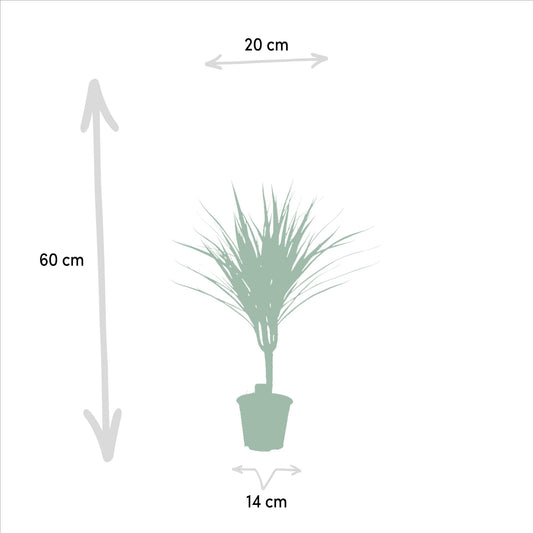 Dracaena Marginata – Pflegeleichter Drachenbaum Ø14cm