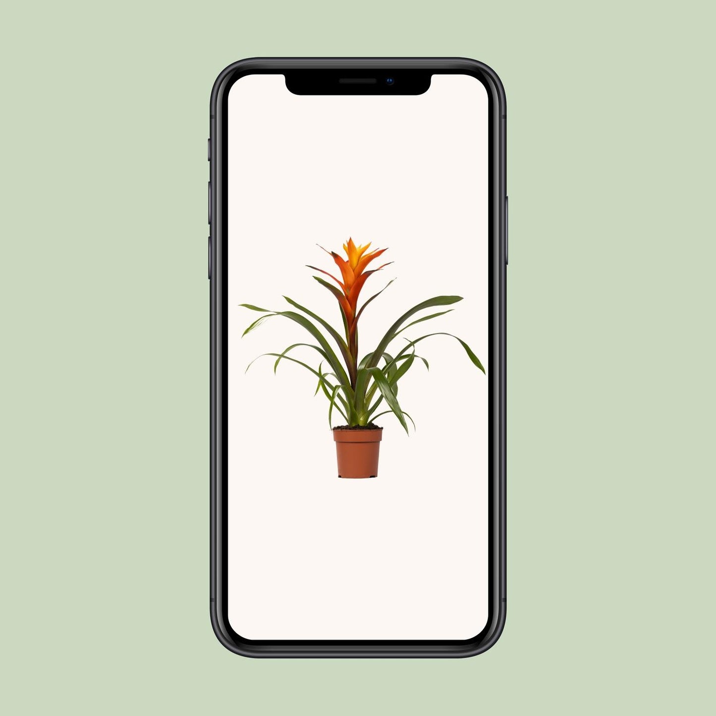 Guzmania Variada – Exotische, pflegeleichte Zimmerpflanze Ø12 cm