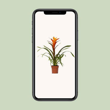 Guzmania Variada – Exotische, pflegeleichte Zimmerpflanze Ø12 cm