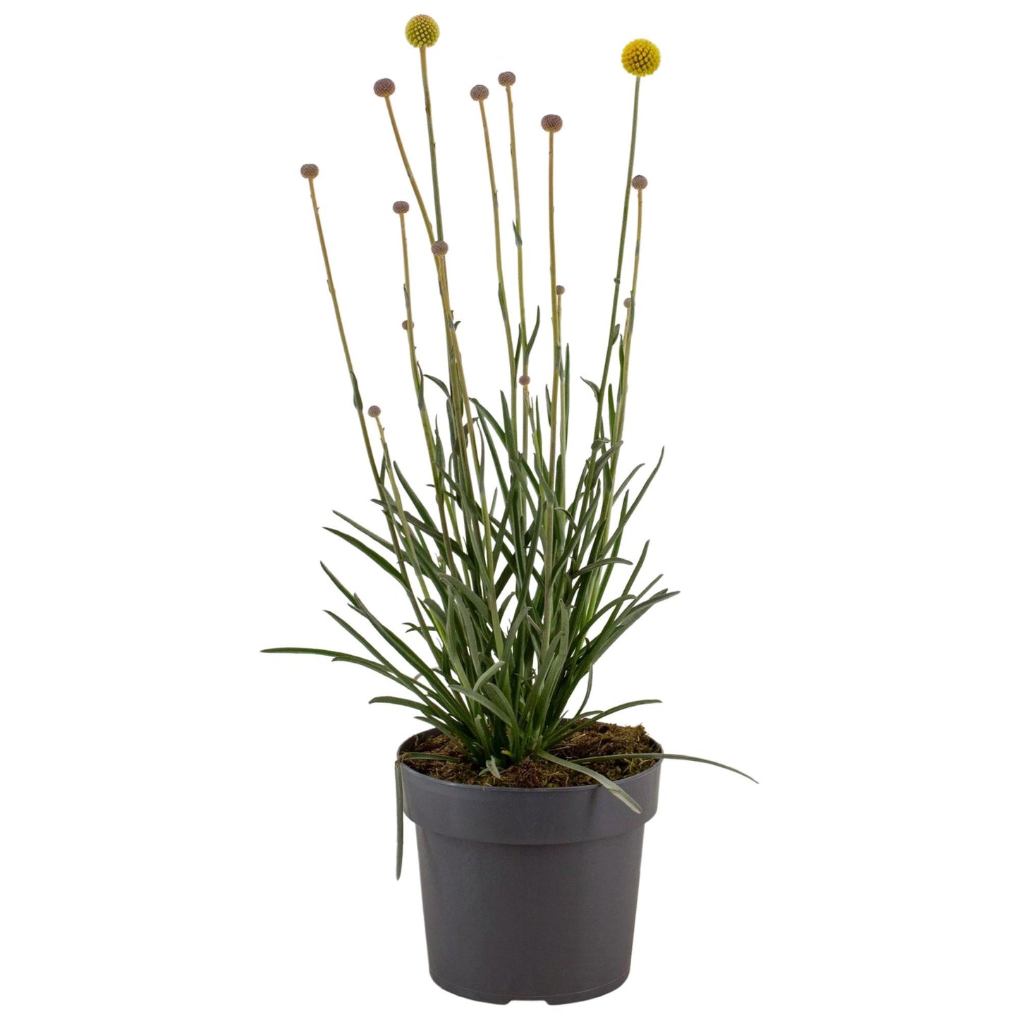 Craspedia Globosa 'Golf Beauty' – Pflegeleichte Trendpflanze Ø17cm