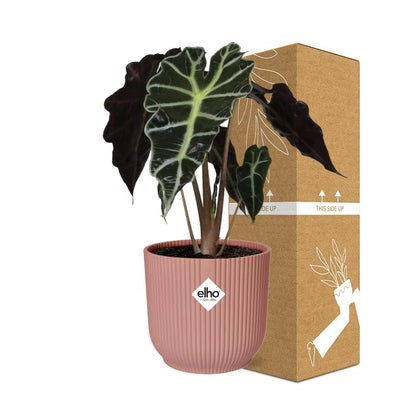 Alocasia ‘Polly’ in ELHO Vibes Fold 14cm rosa – Tropische Zimmerpflanze