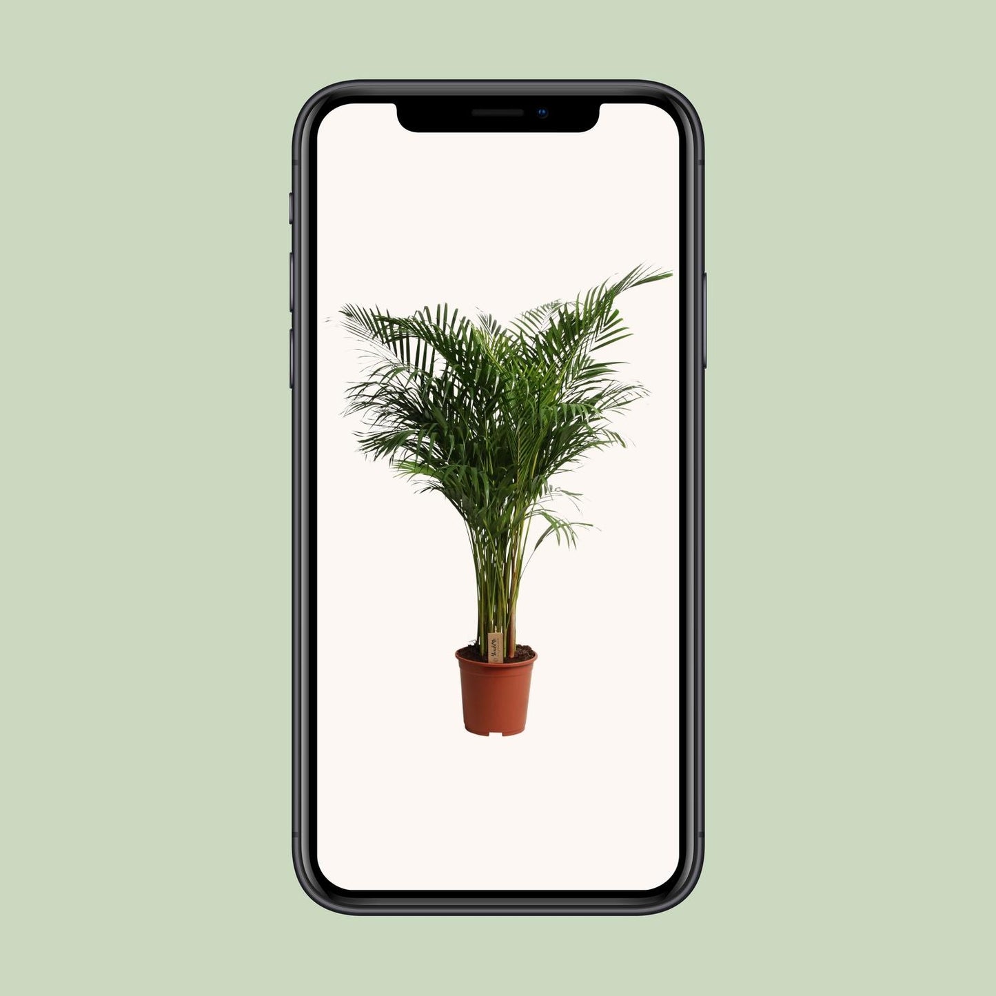 Dypsis Lutescens – Pflegeleichte Areca-Palme Ø27cm, 160cm Höhe