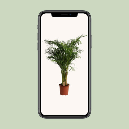 Dypsis Lutescens – Pflegeleichte Areca-Palme Ø27cm, 160cm Höhe