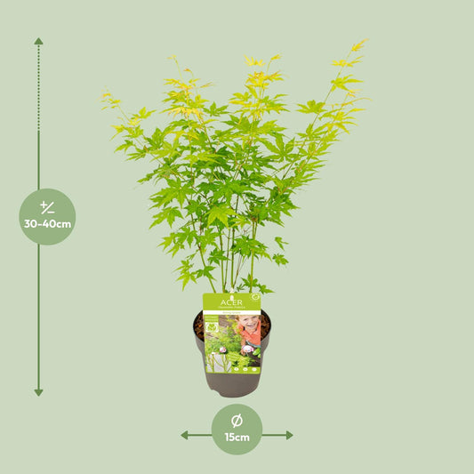 Acer palmatum Going Green – Kompakter Japanischer Ahorn Ø15cm