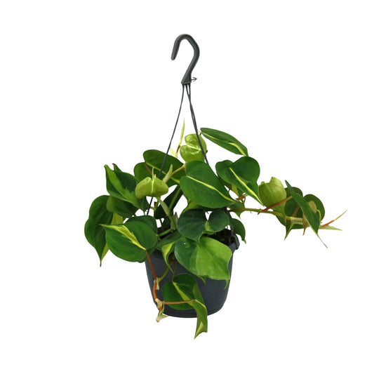 Philodendron Scandens Brasil – Pflegeleichte Zimmerpflanze Ø15cm