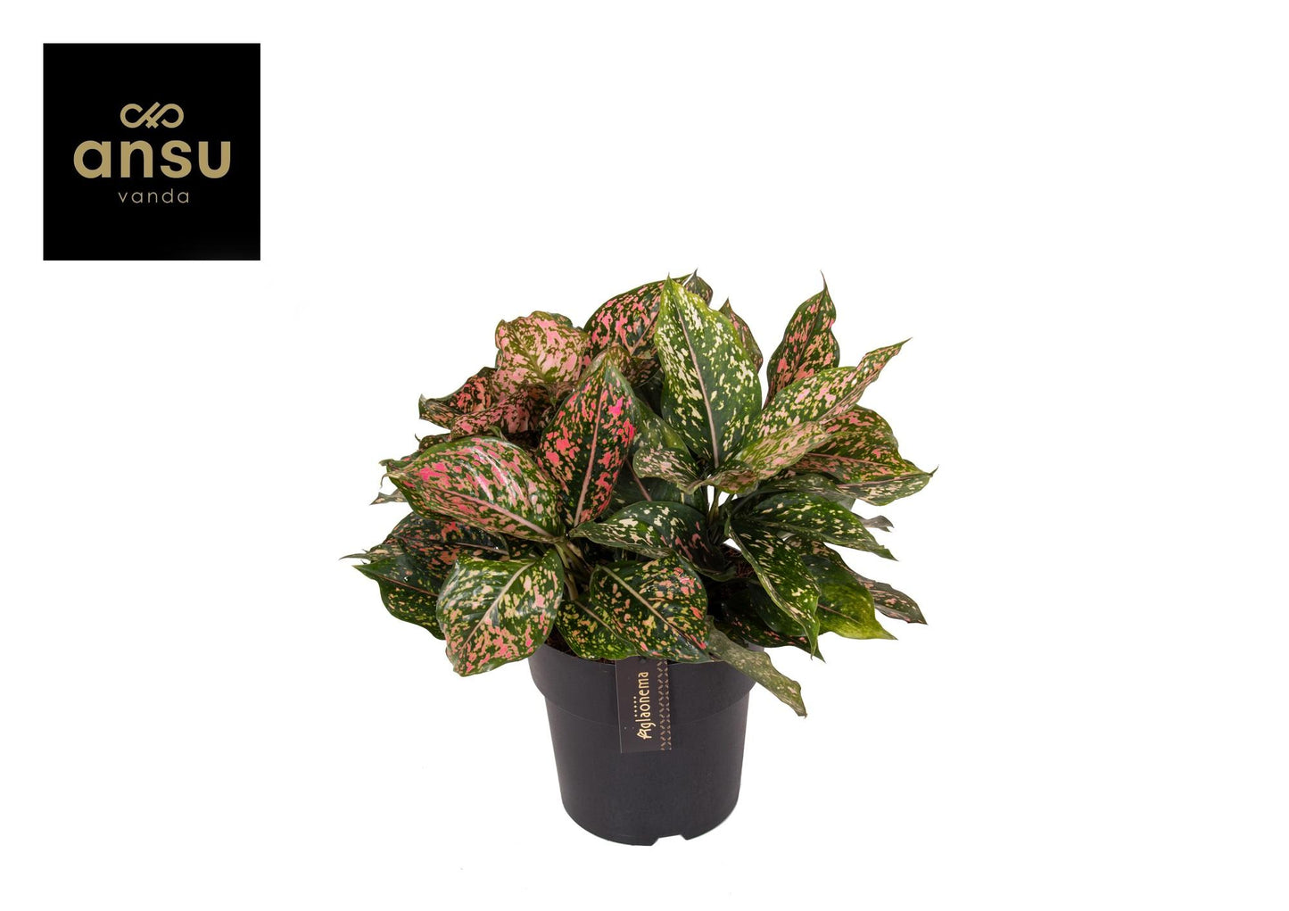 Aglaonema Pink Leopard – Pflegeleichte Exotische Zimmerpflanze 40 cm