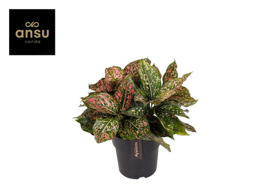 Aglaonema Pink Leopard – Pflegeleichte Exotische Zimmerpflanze 40 cm