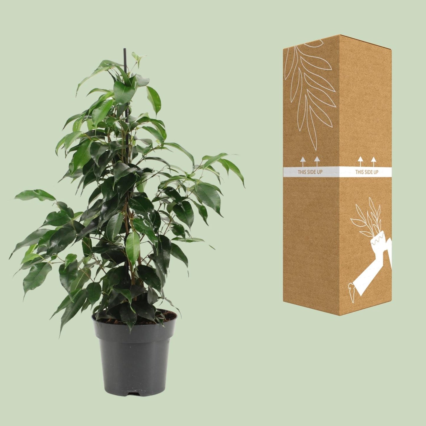 Ficus Benjamina Danielle – Pflegeleichter Zimmerbaum Ø14cm