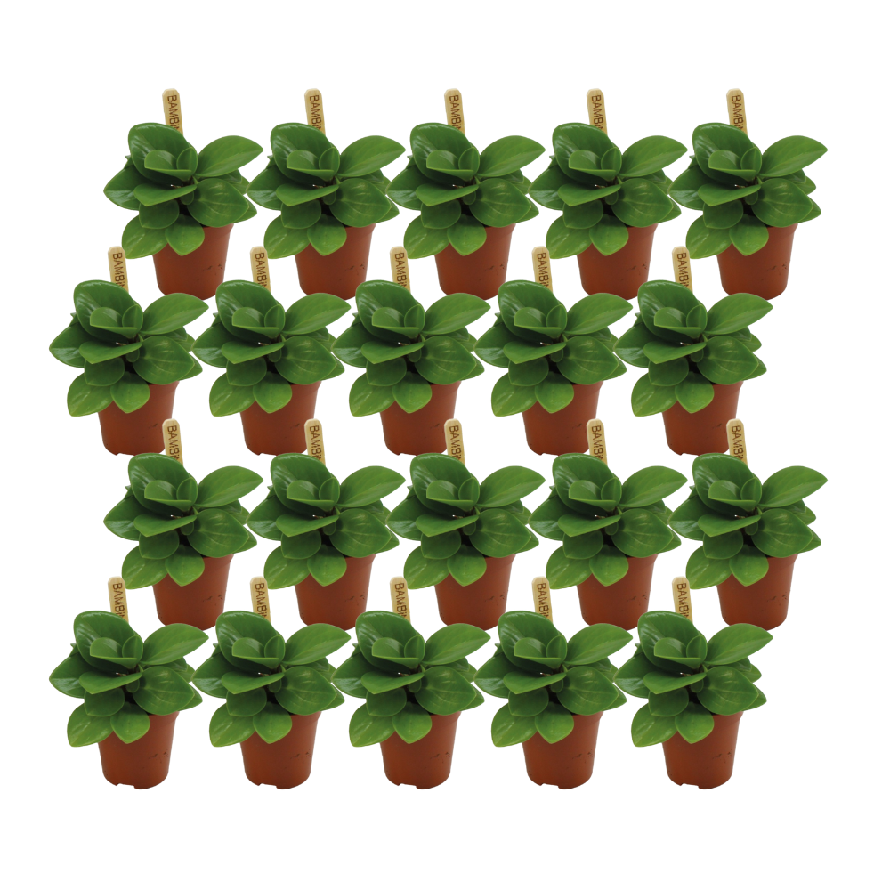 Peperomia Obtusifolia Grün – 20 pflegeleichte Zimmerpflanzen