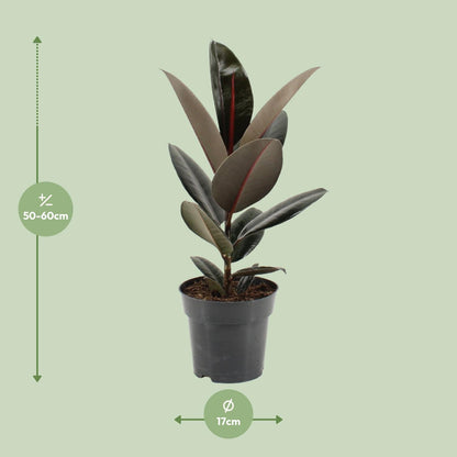 Ficus Elastica Abidjan – Pflegeleichter Gummibaum Ø17cm