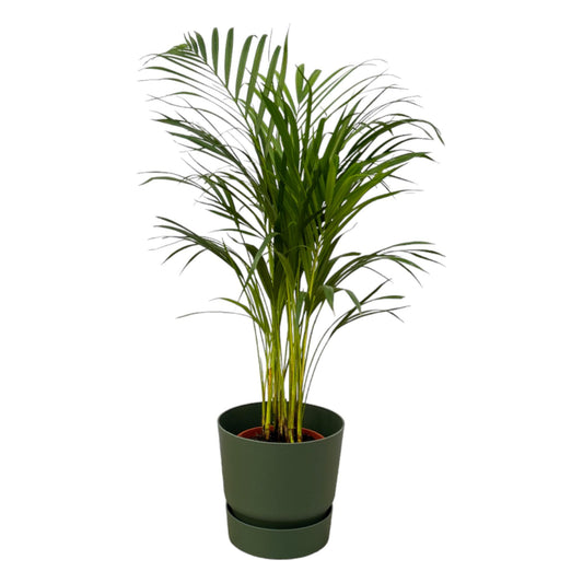 Areca Palme – 85 cm im elho Greenville Round Topf