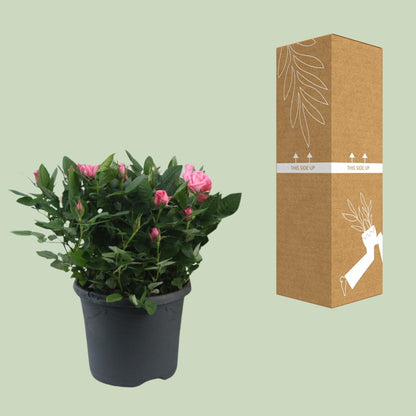 Topfrose Rosa Jewel Patio Sparkling Ø17cm, 30cm Höhe