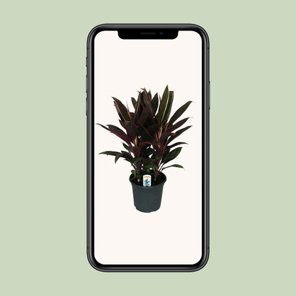 Cordyline Fruticosa Rumba – Pflegeleichte Tropenpflanze Ø19cm