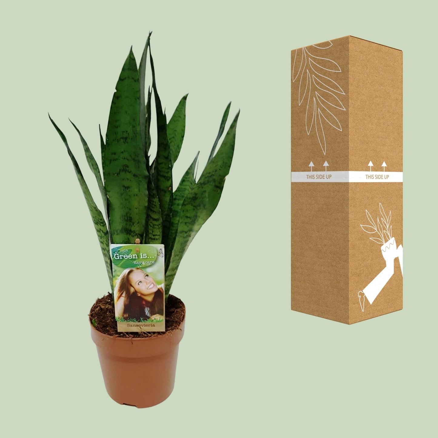 Sansevieria Zeylanica – Schwiegermutterzunge Ø17cm, 60cm hoch