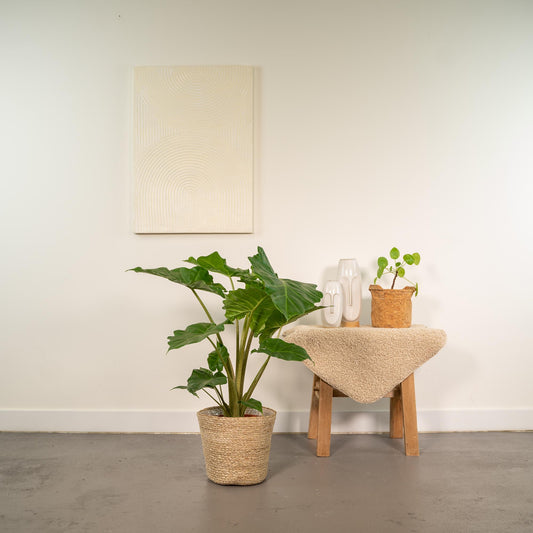 Alocasia Portodora Elefantenohr mit Korb Ø21cm