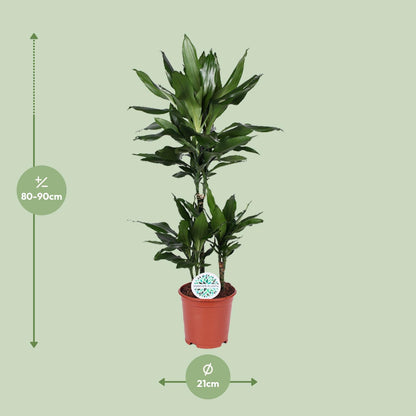 Dracaena Janet Lind – pflegeleichter Drachenbaum Ø21cm, 90cm hoch