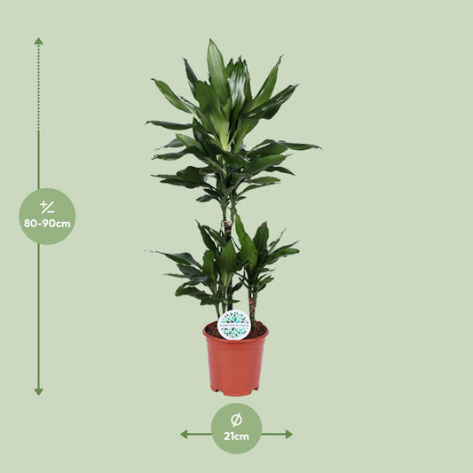 Dracaena Janet Lind – pflegeleichter Drachenbaum Ø21cm, 90cm hoch