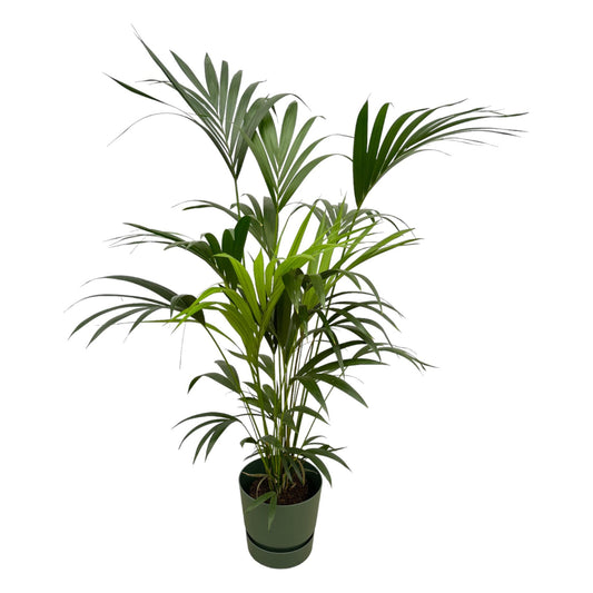 Kentia-Palme im Elho Greenville Round Topf – 160 cm