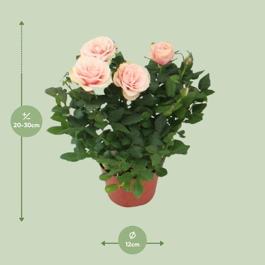 Topfrose Rosa Light Pink Ø12cm, 29cm hoch