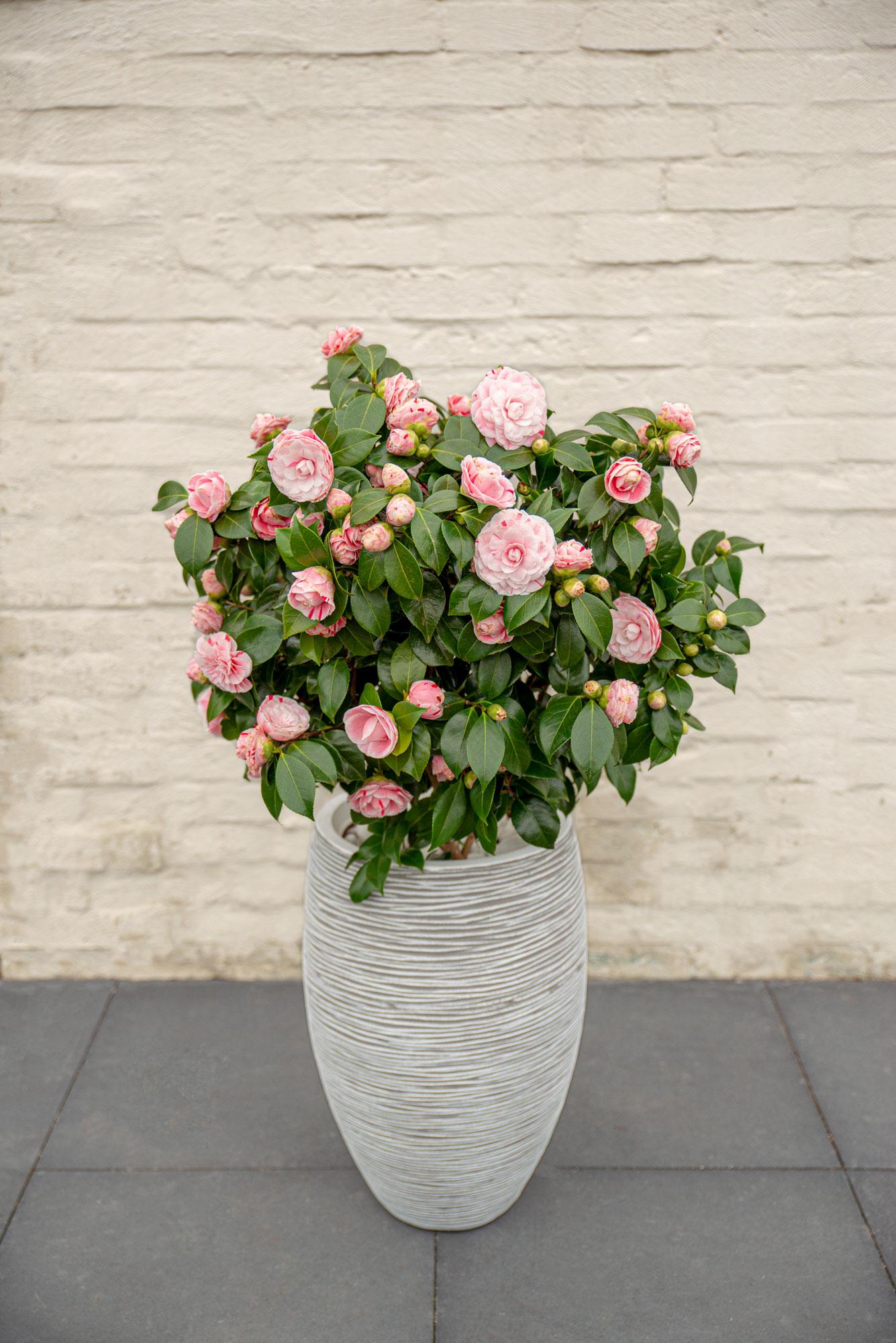 Kamelie 'Bonomiana' – Winterblüher für Garten & Balkon