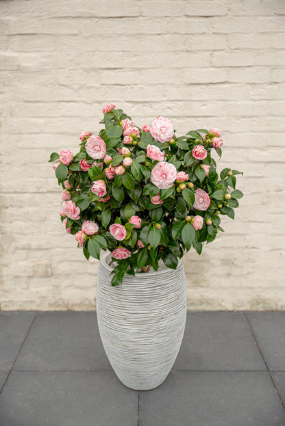 Kamelie 'Bonomiana' – Winterblüher für Garten & Balkon