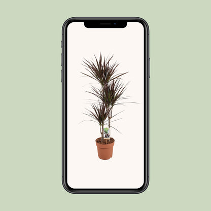 Dracaena Magenta – Pflegeleichter Drachenbaum Ø21cm, 120cm hoch