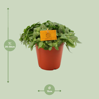 Fittonia Verschaffeltii Mosaikpflanze Ø15 cm – Pflegeleicht & Farbenfroh