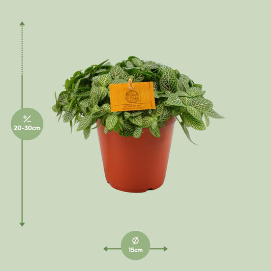 Fittonia Verschaffeltii Mosaikpflanze Ø15 cm – Pflegeleicht & Farbenfroh