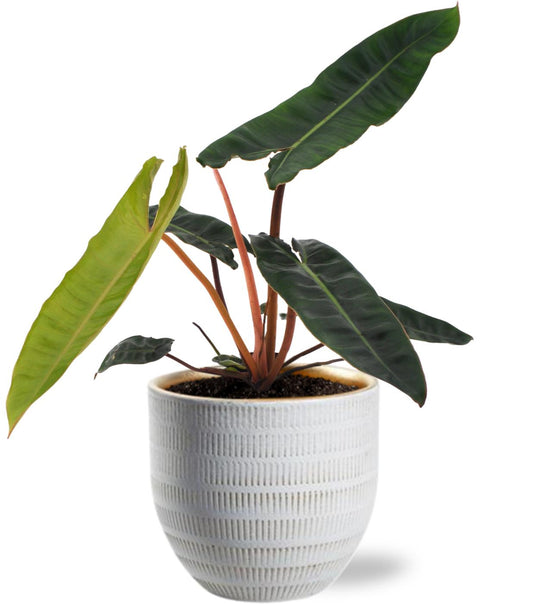 Philodendron Billietiae – Trendige, pflegeleichte Zimmerpflanze im weißen Keramiktopf