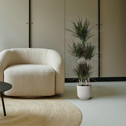 Dracaena Magenta Carrousel – Pflegeleichte Tropische Zimmerpflanze 150 cm