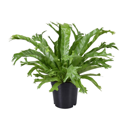 Asplenium nidus Crissie – Pflegeleichter Nestfarn Ø17cm